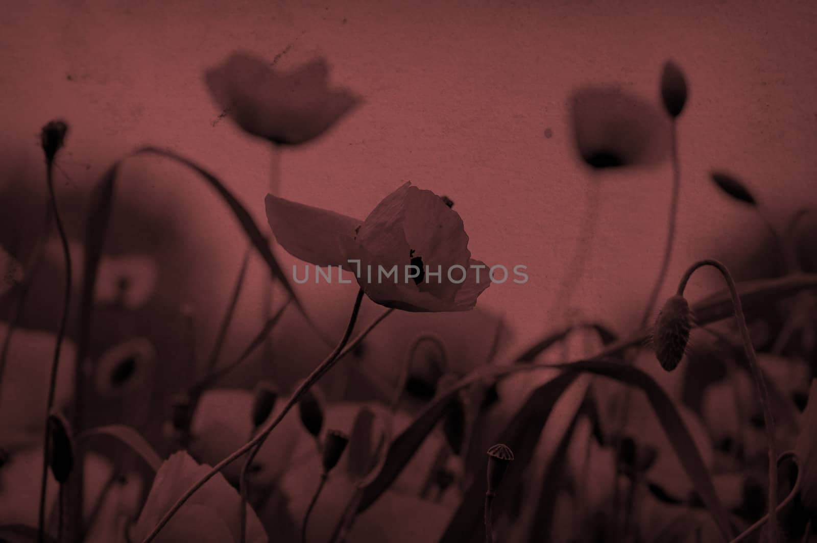 Poppy flowers in a field. Sepia colored on stained vintage paper.