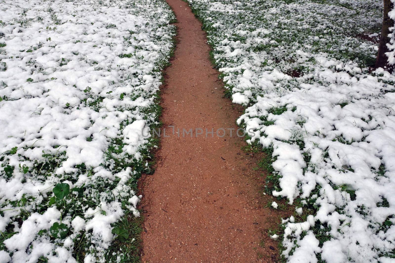 Muddy footpath through snow covered plants. Winter landscape.