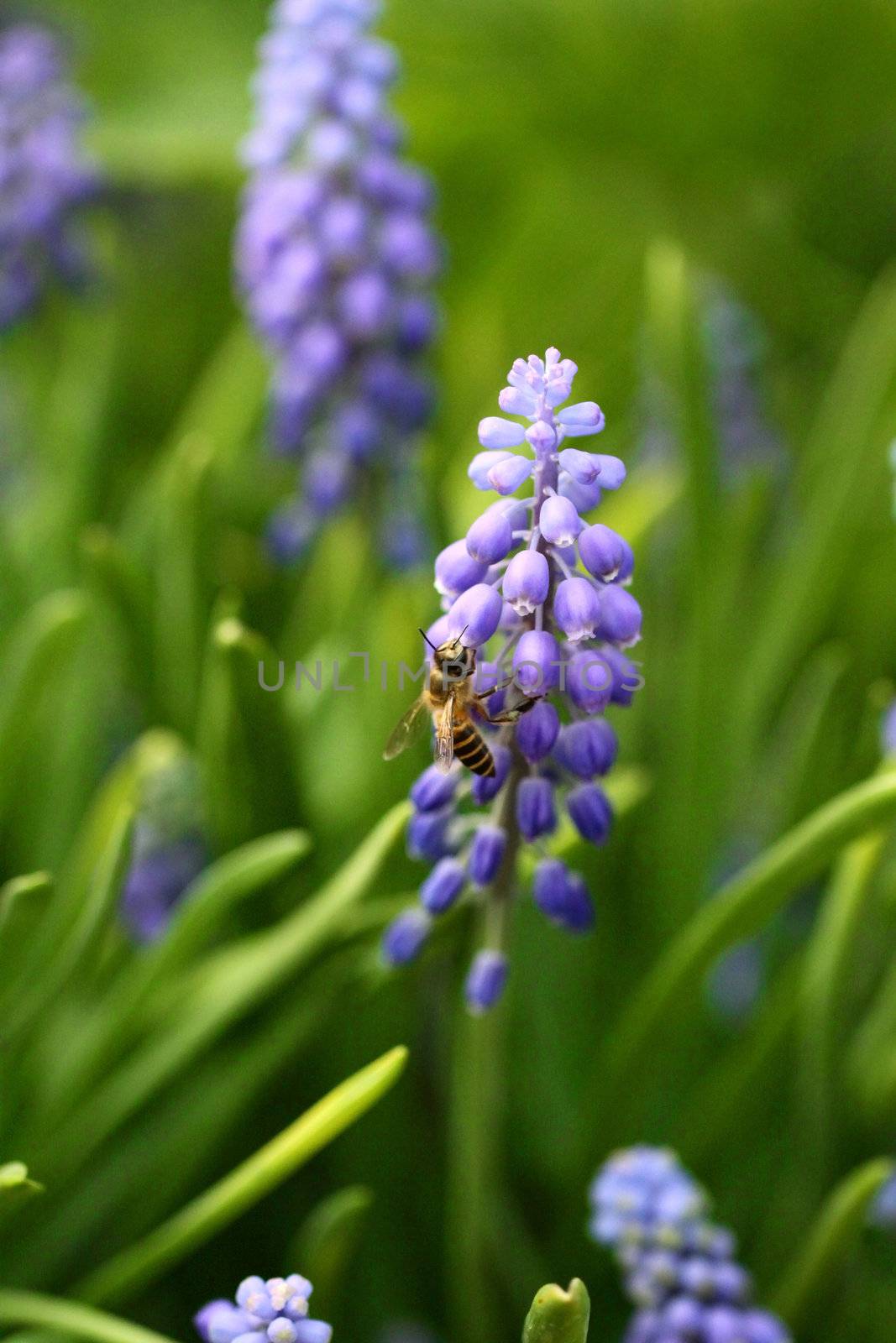 Grape hyacinth with bee in spring by kawing921