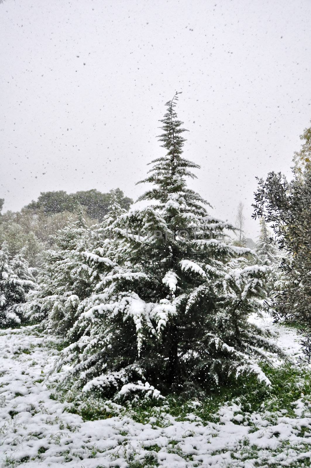 Fir tree and falling snow. Wintertime in a forest.