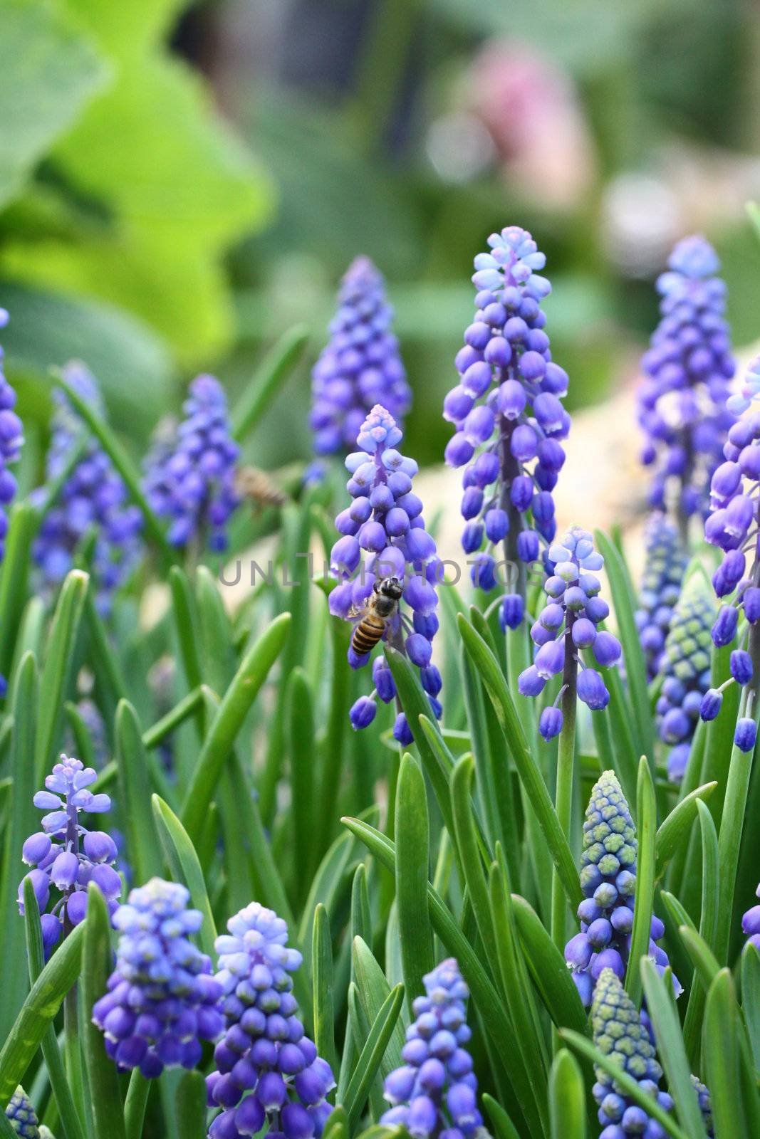 Grape hyacinth with bee 