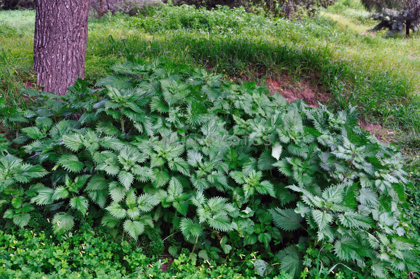 Stinging nettle herbal plants growing under a tree in the woods.