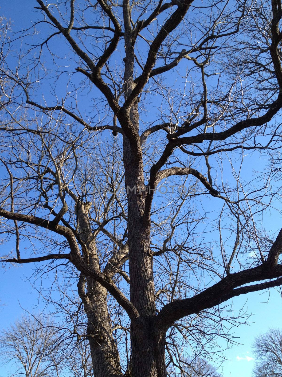 Winter Tree Against Sky by RefocusPhoto