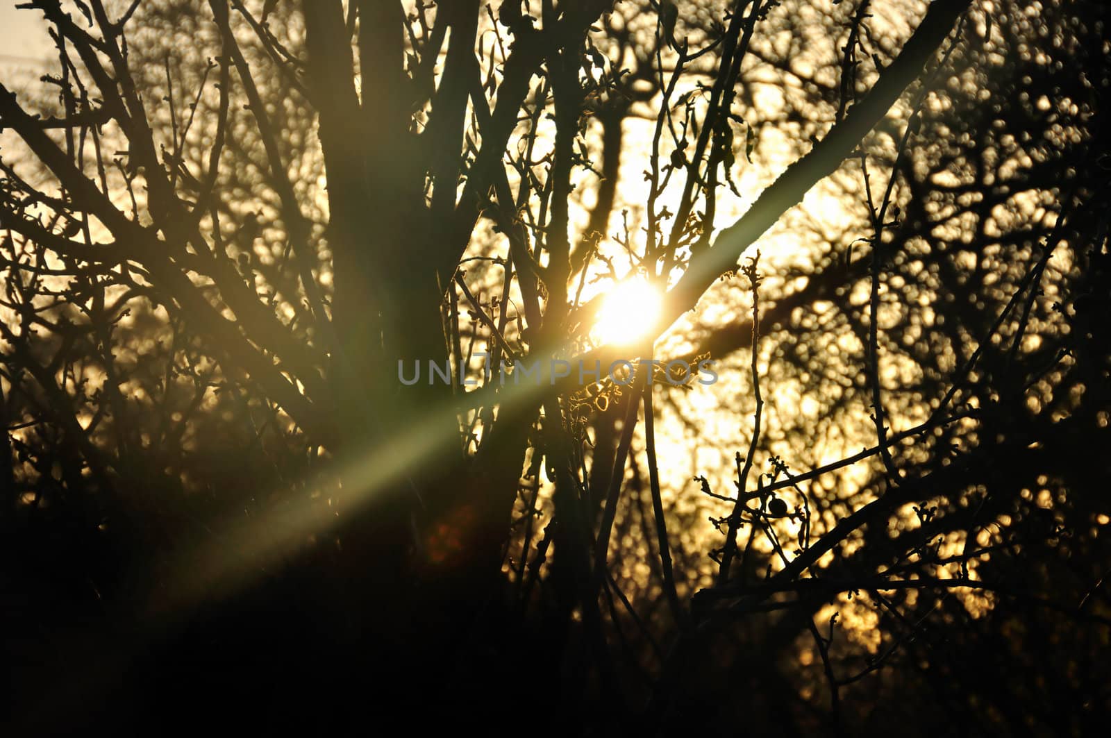 Sun beam shining through tree branches silhouette. Lens flare reflection.