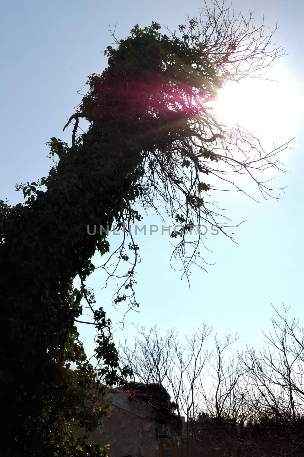 Sunlight shining through creeper tree branches. Lens flare reflection.