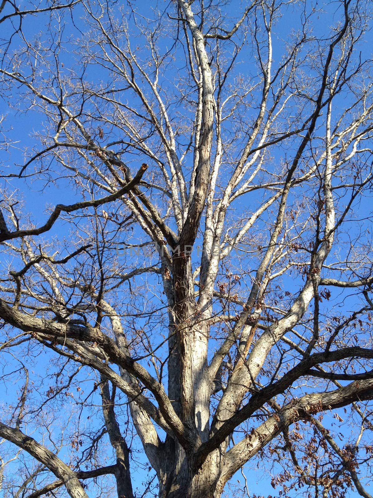 Winter Tree Against Sky by RefocusPhoto