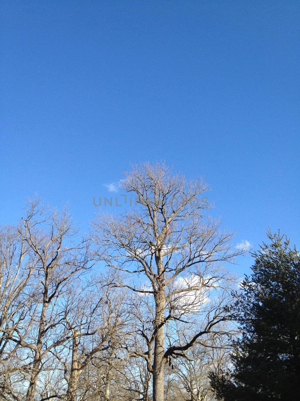 Winter Tree Against Sky