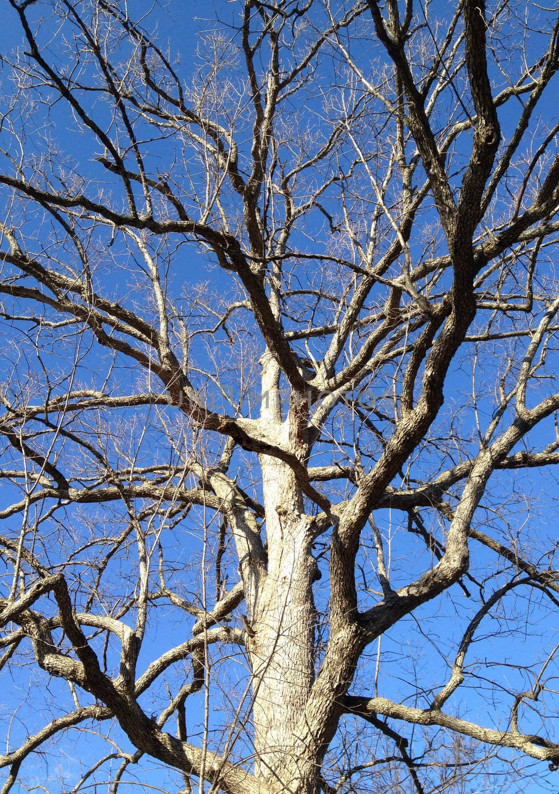 Winter Tree Against Sky