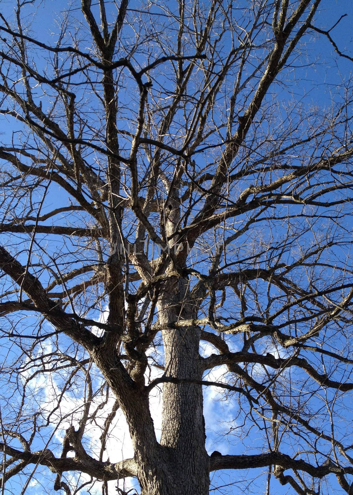 Winter Tree Against Sky by RefocusPhoto