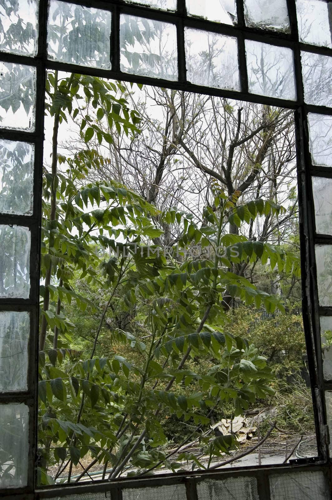Trees and debris outside the broken window of an abandoned factory.