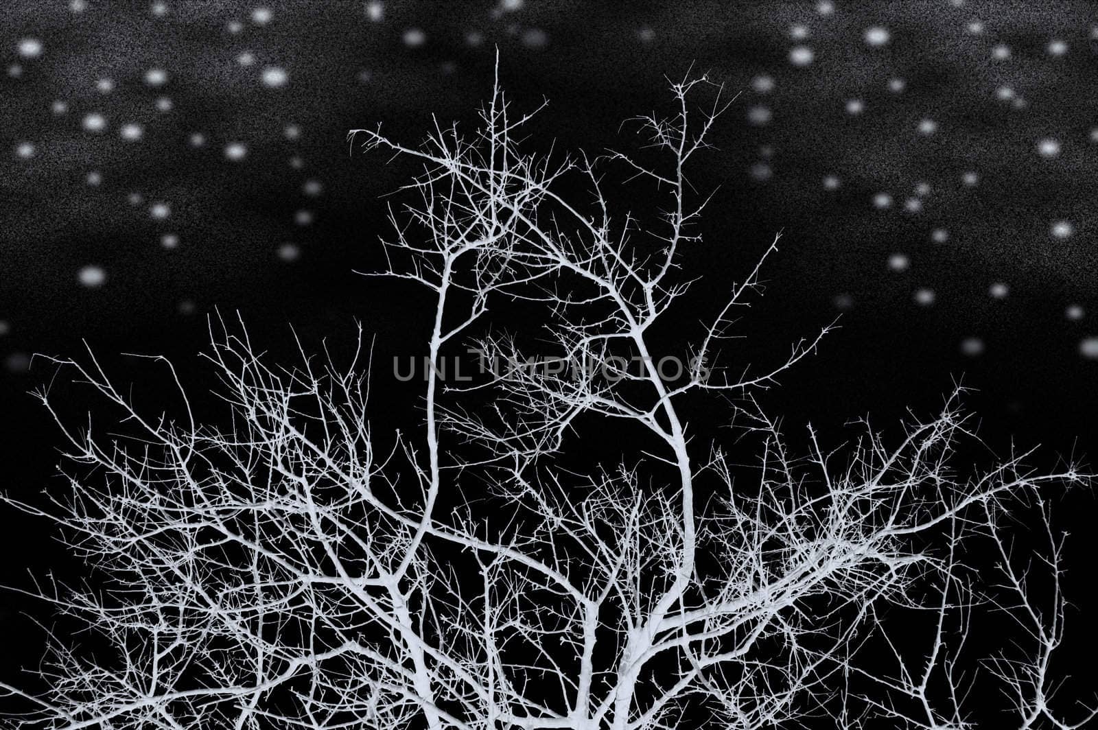 Leafless snow frozen tree silhouette on a dark cold winter night. Black and white.