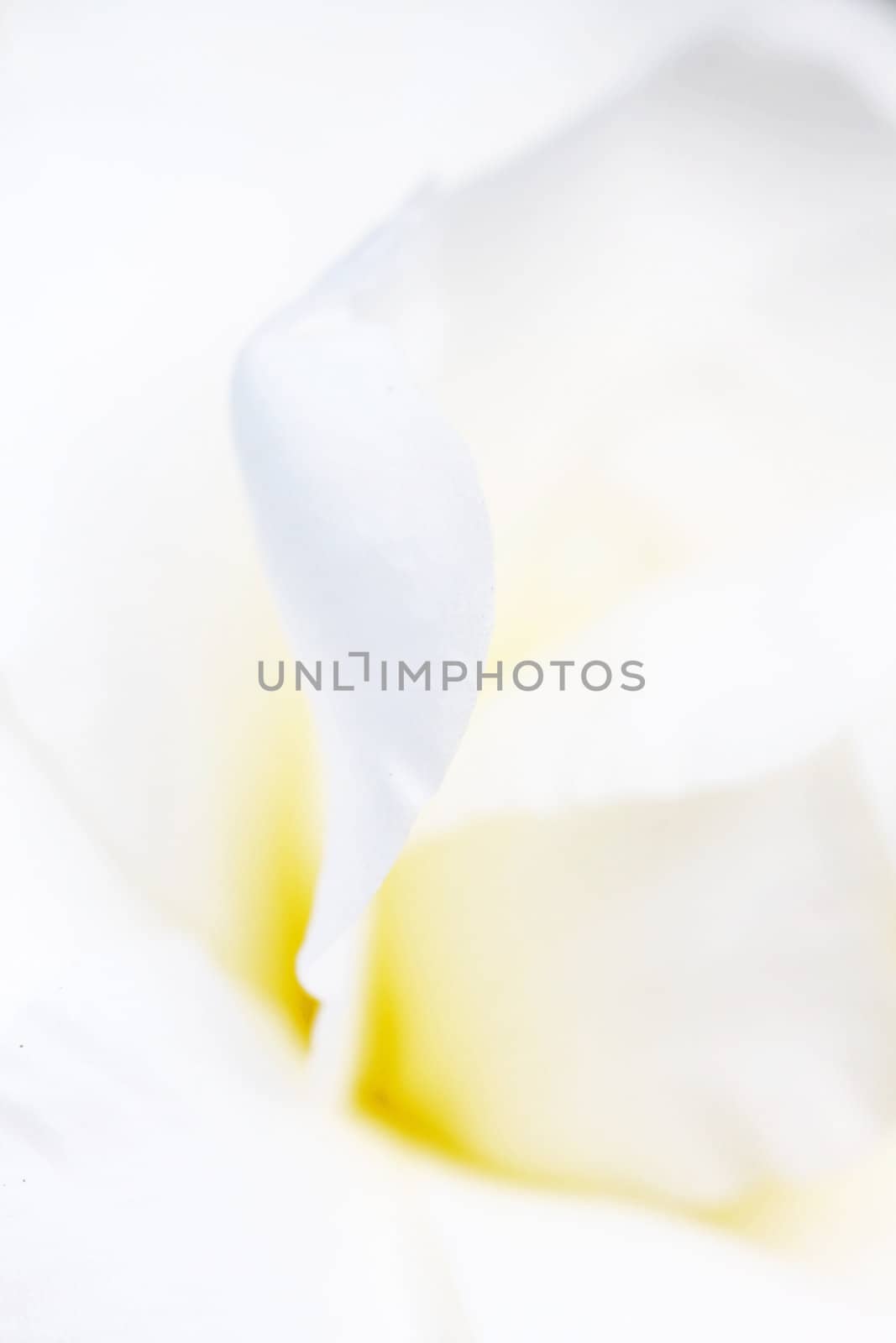 White petals background