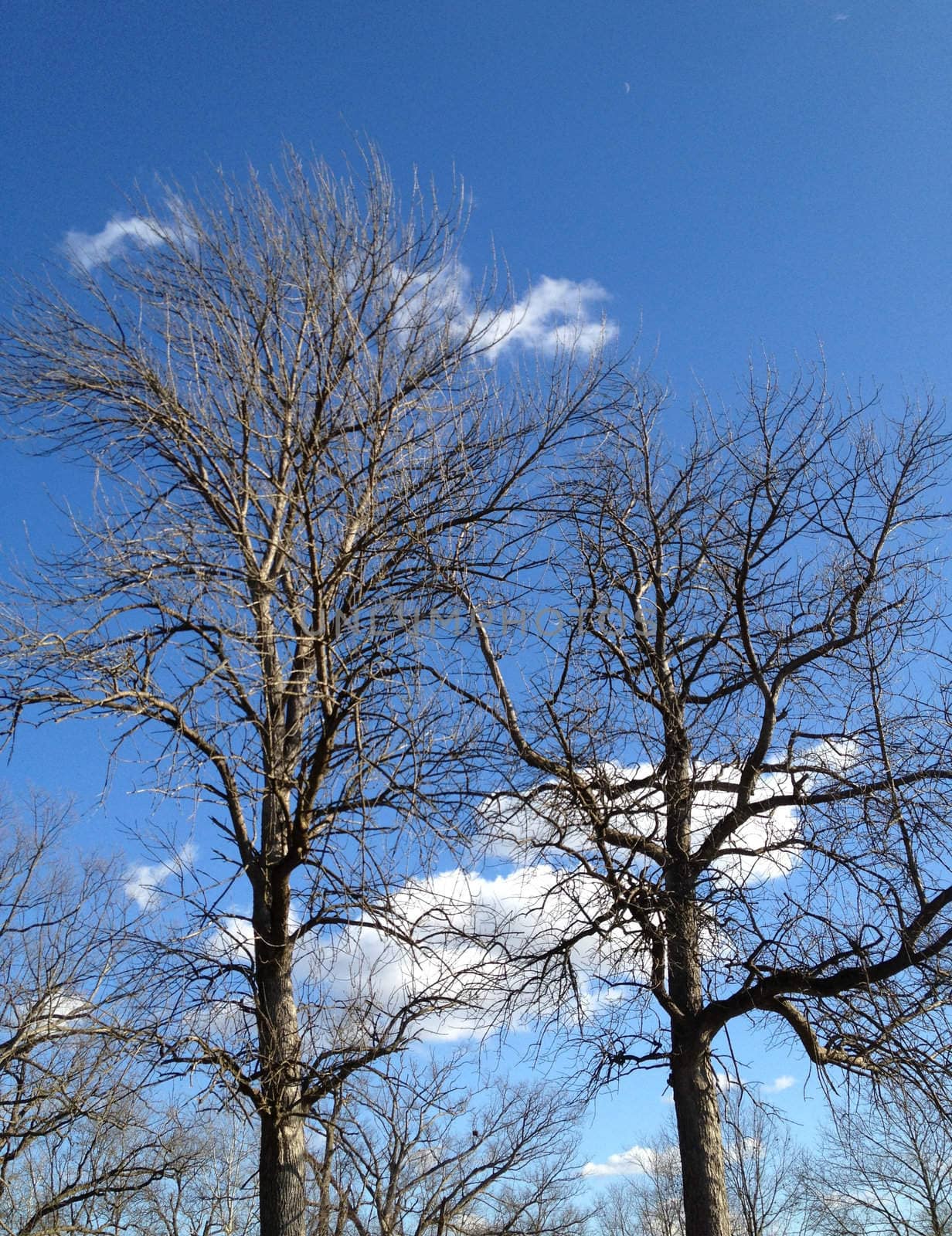 Winter Tree Against Sky by RefocusPhoto