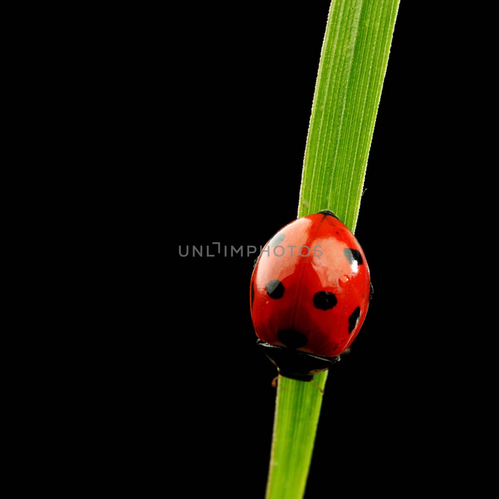 ladybug on grass isolated black background