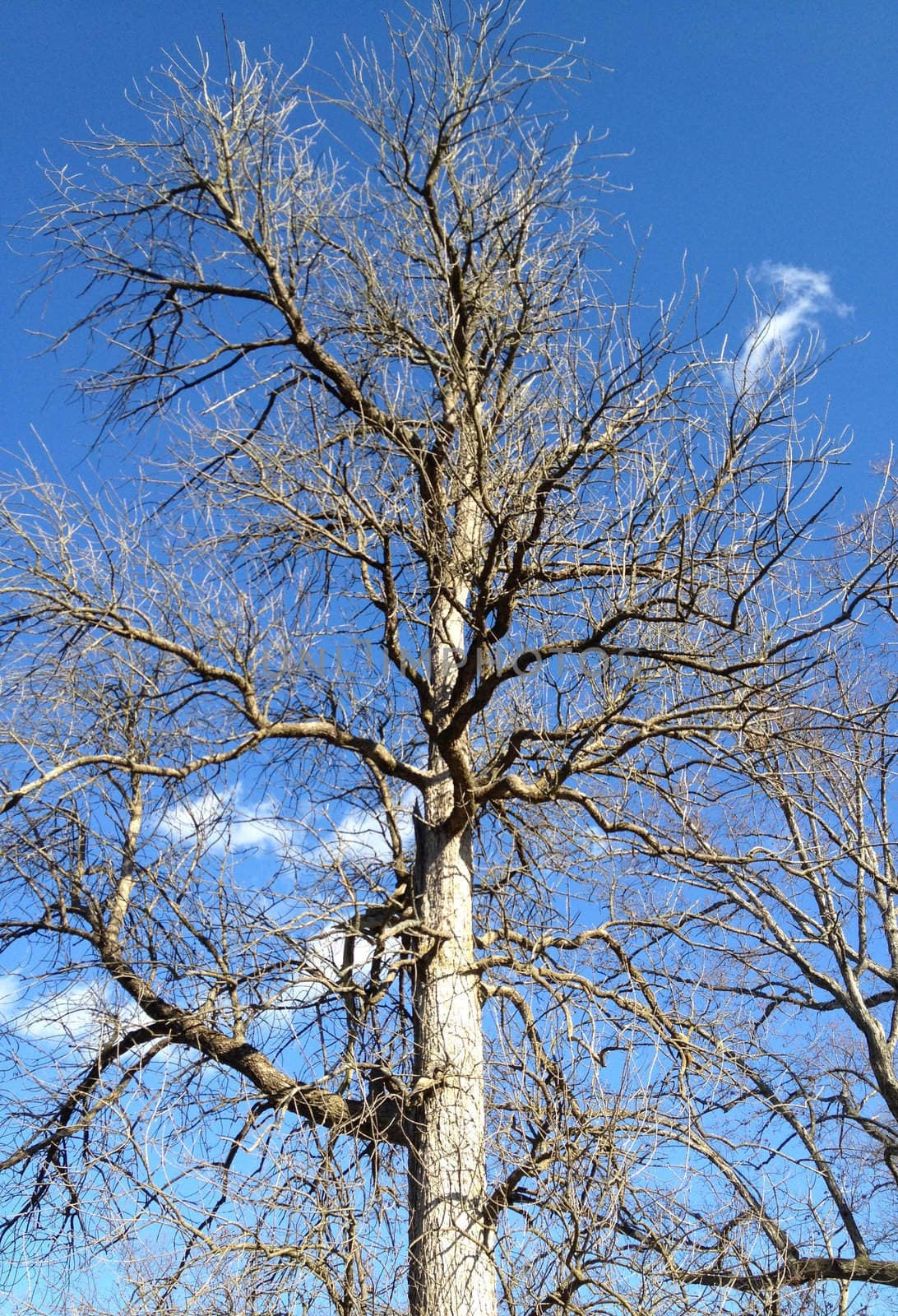 Winter Tree Against Sky by RefocusPhoto