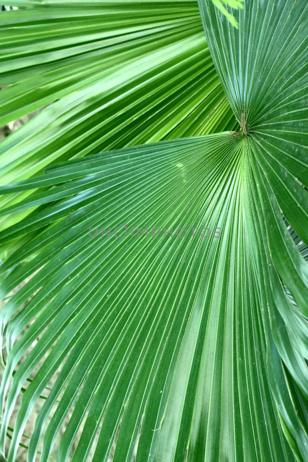 Leaves details background