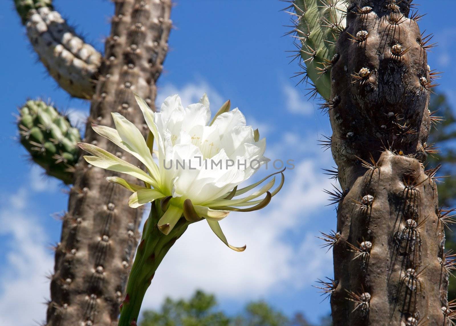 white flower of cactus  island of Madeira