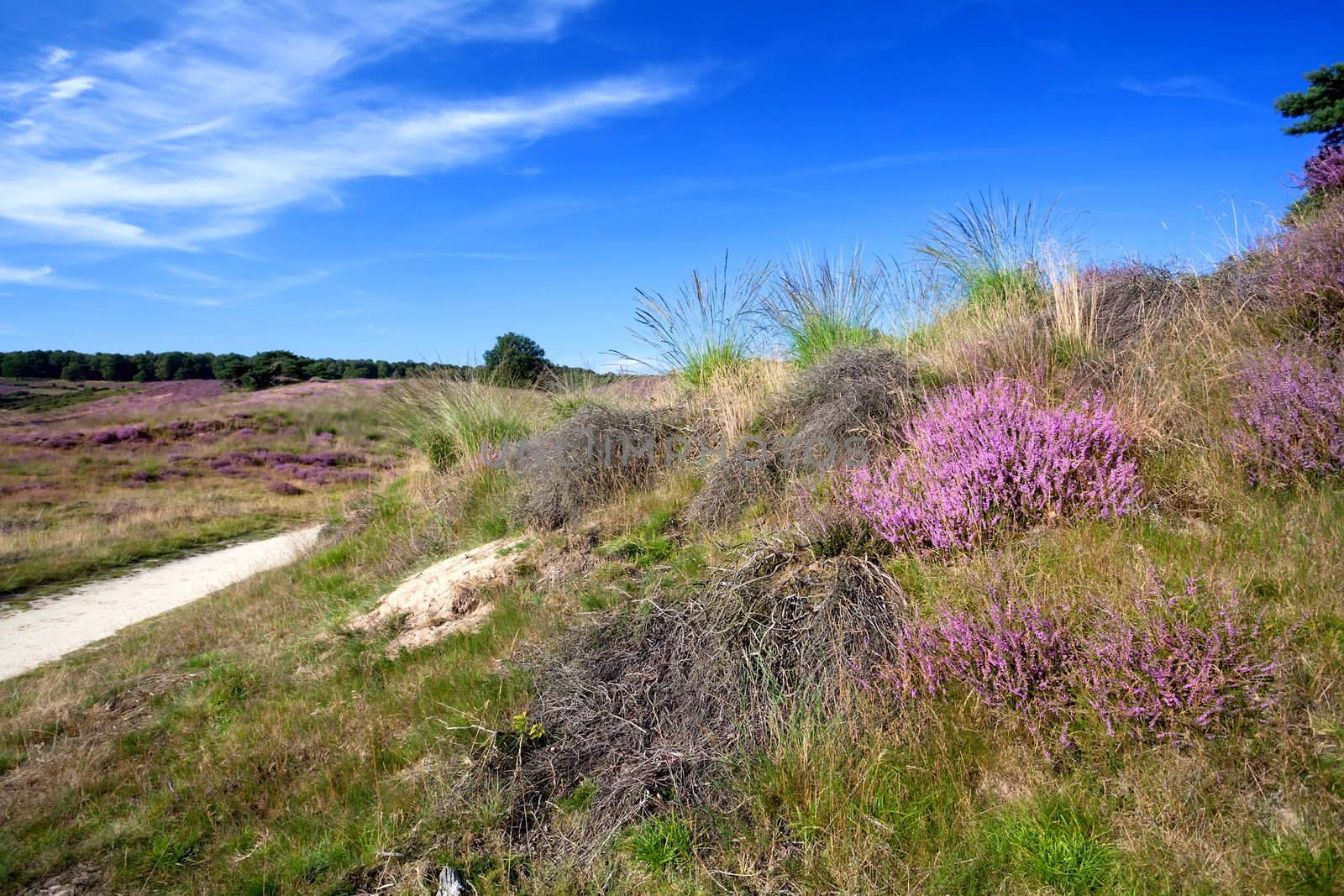 purple heather flowers on hill in summer