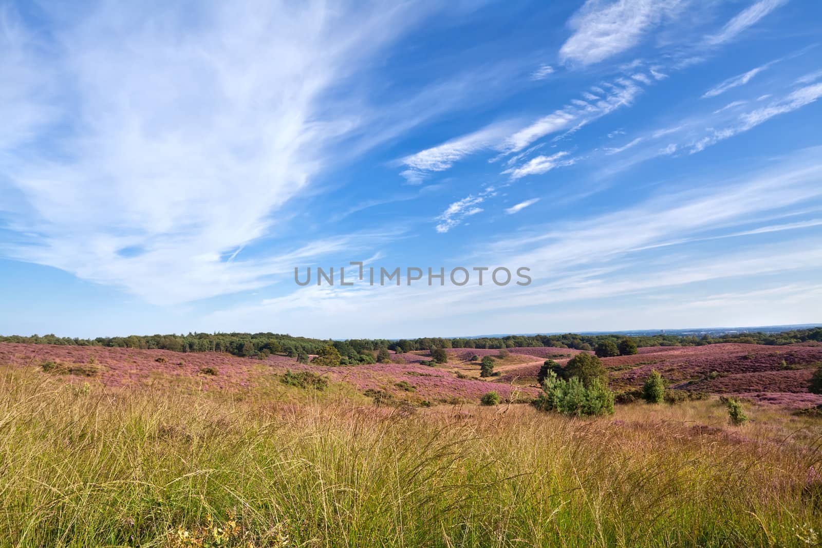 meadows with flowering heather by catolla