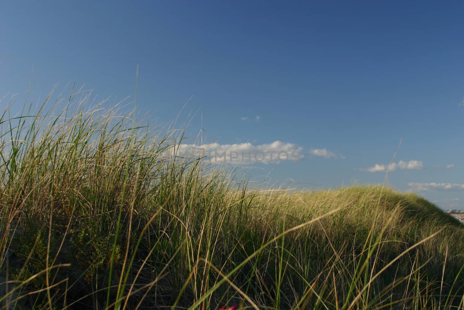Sea Grass dunes set against a deep blue sky on the Maine Coast