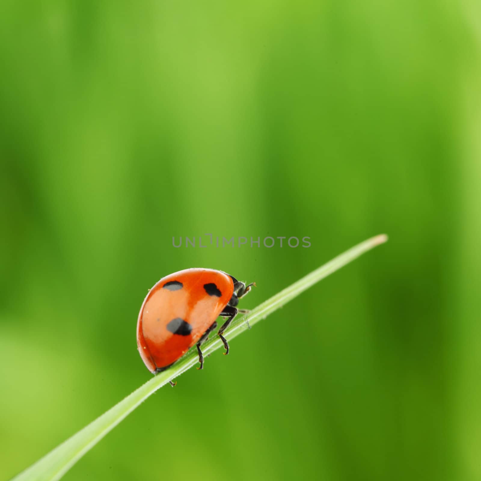 ladybug on grass green on background
