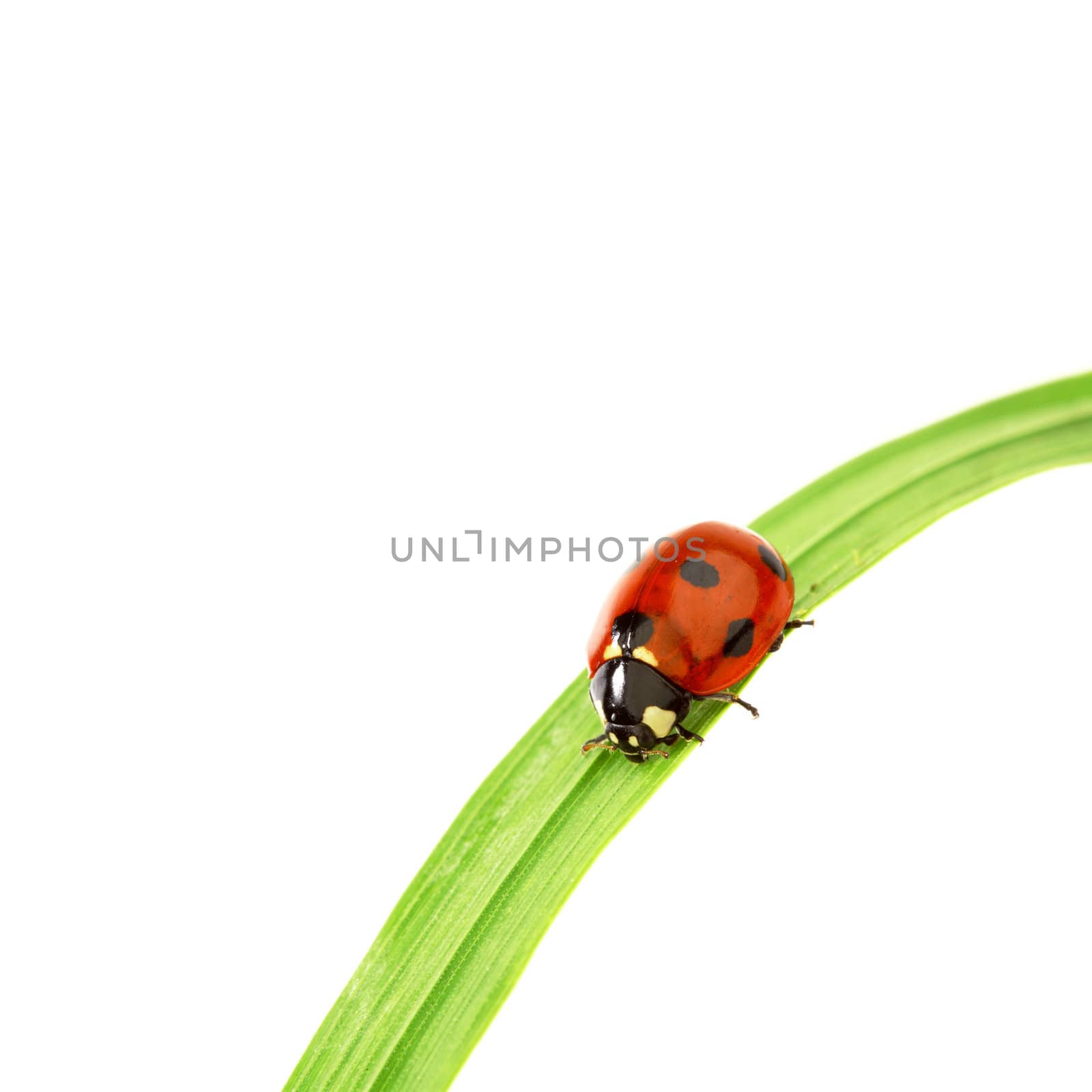 ladybug on green grass isolated white background