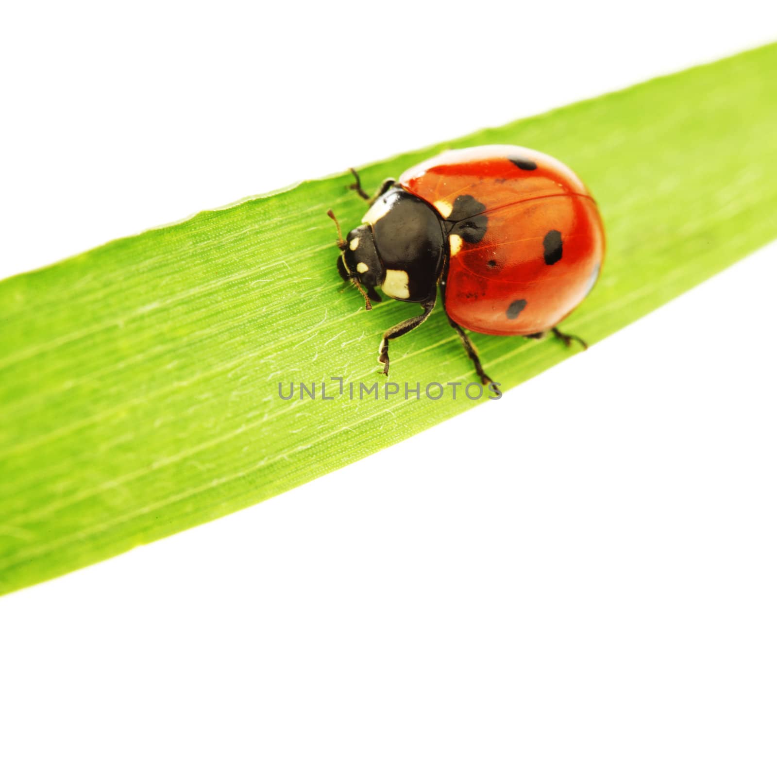 ladybug on green grass isolated white background