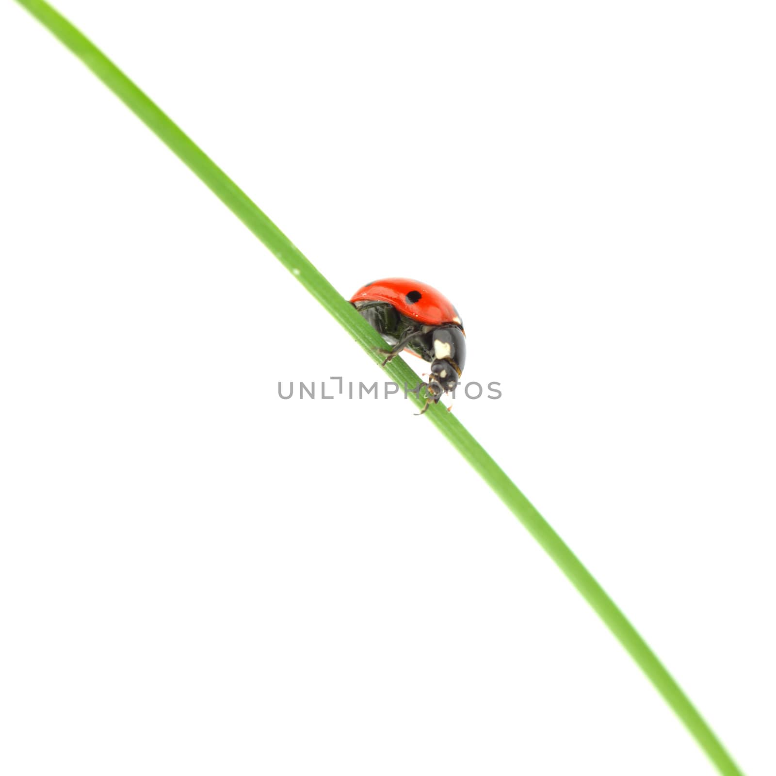 ladybug on grass isolated macro