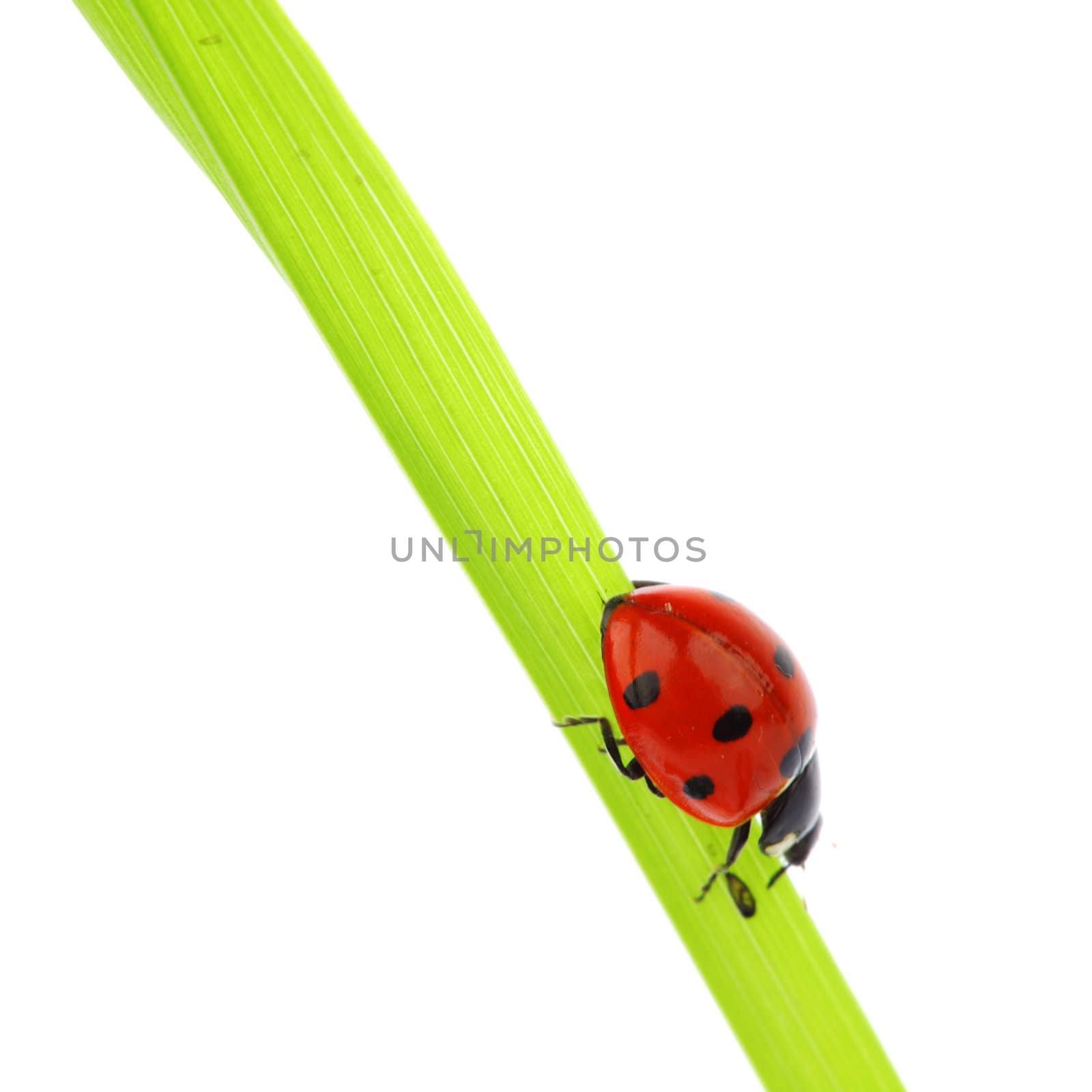 ladybug on grass isolated macro