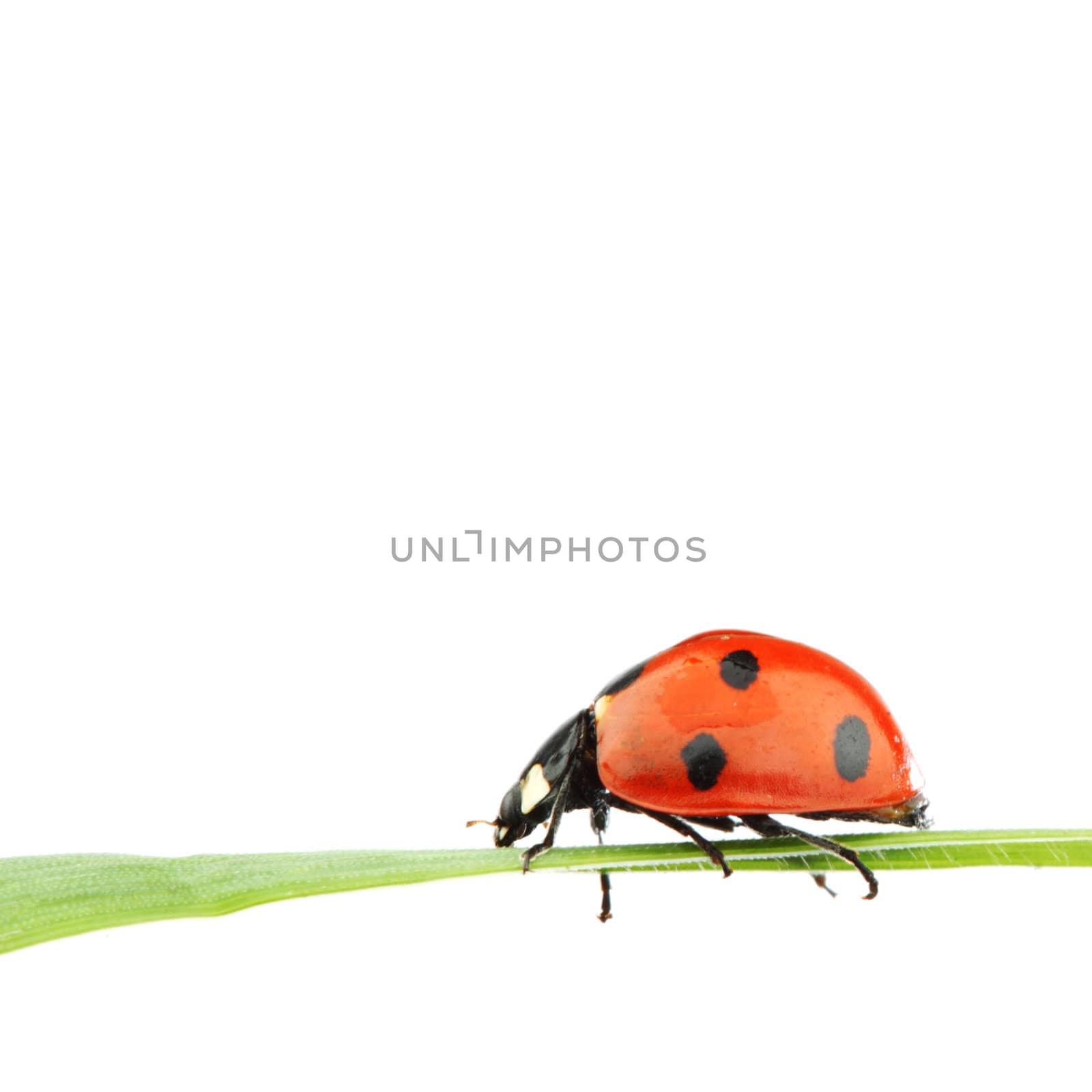 ladybug on grass isolated macro