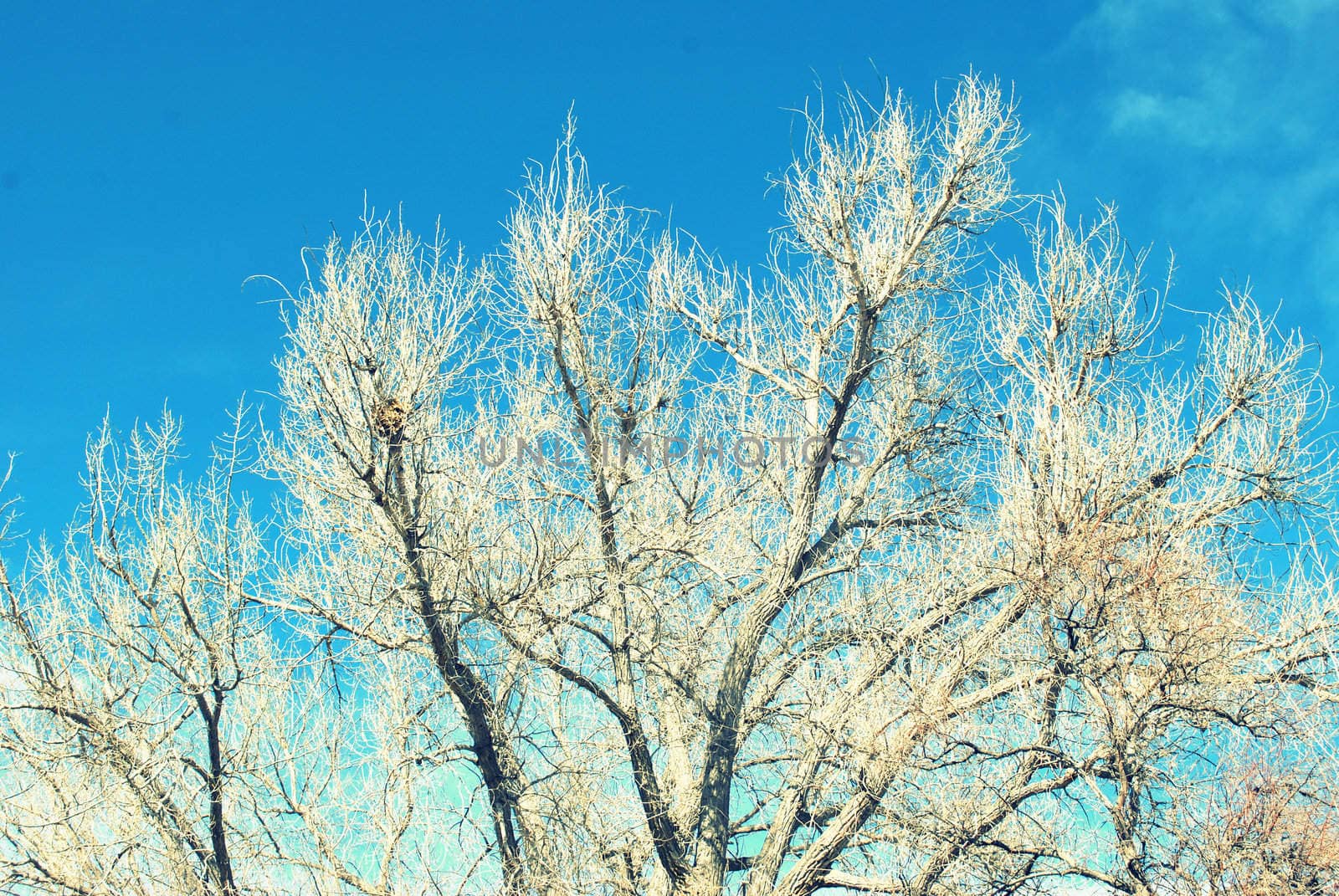 Trees in nature.