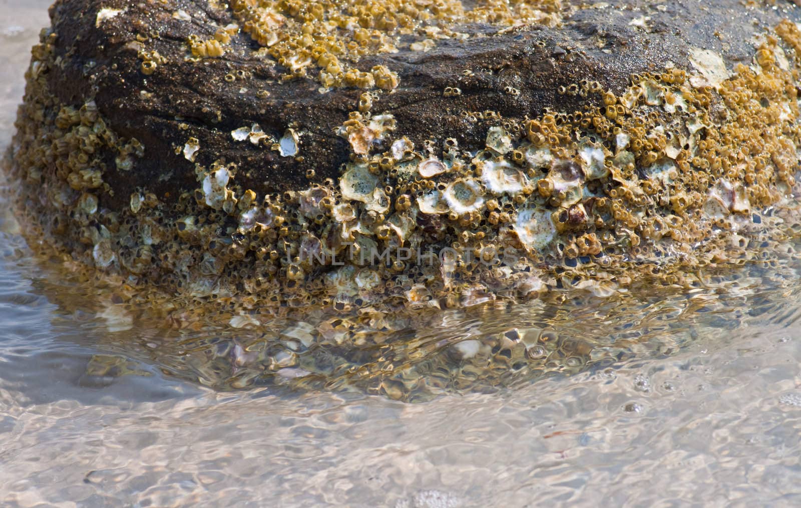 Shells embedded in the rock.