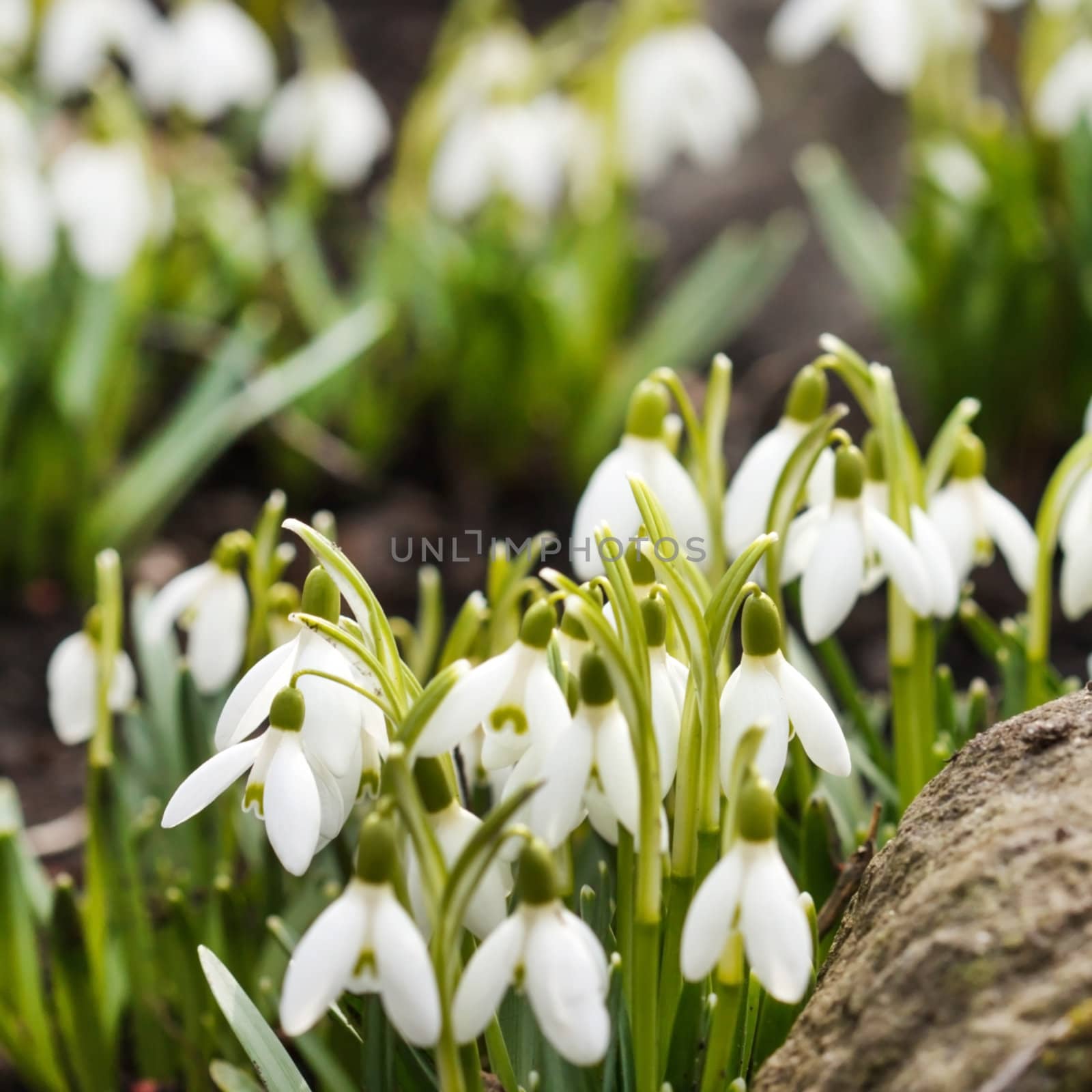 snowdrops by shebeko