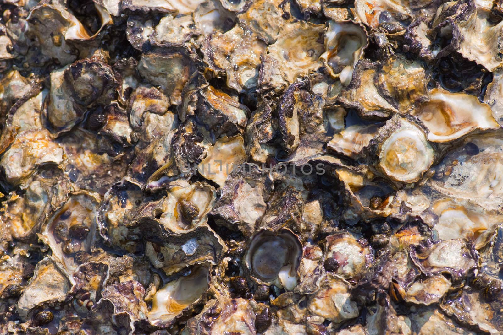 Shells embedded in the rock.