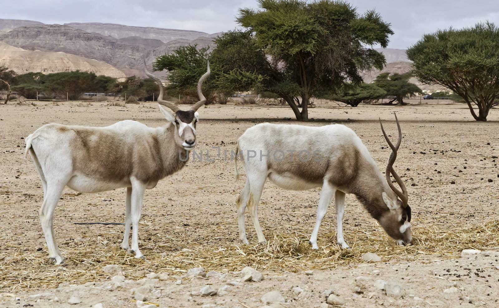 A herbivorous antelope, the Arabian oryx (Oryx leucoryx) by Gorshkov13
