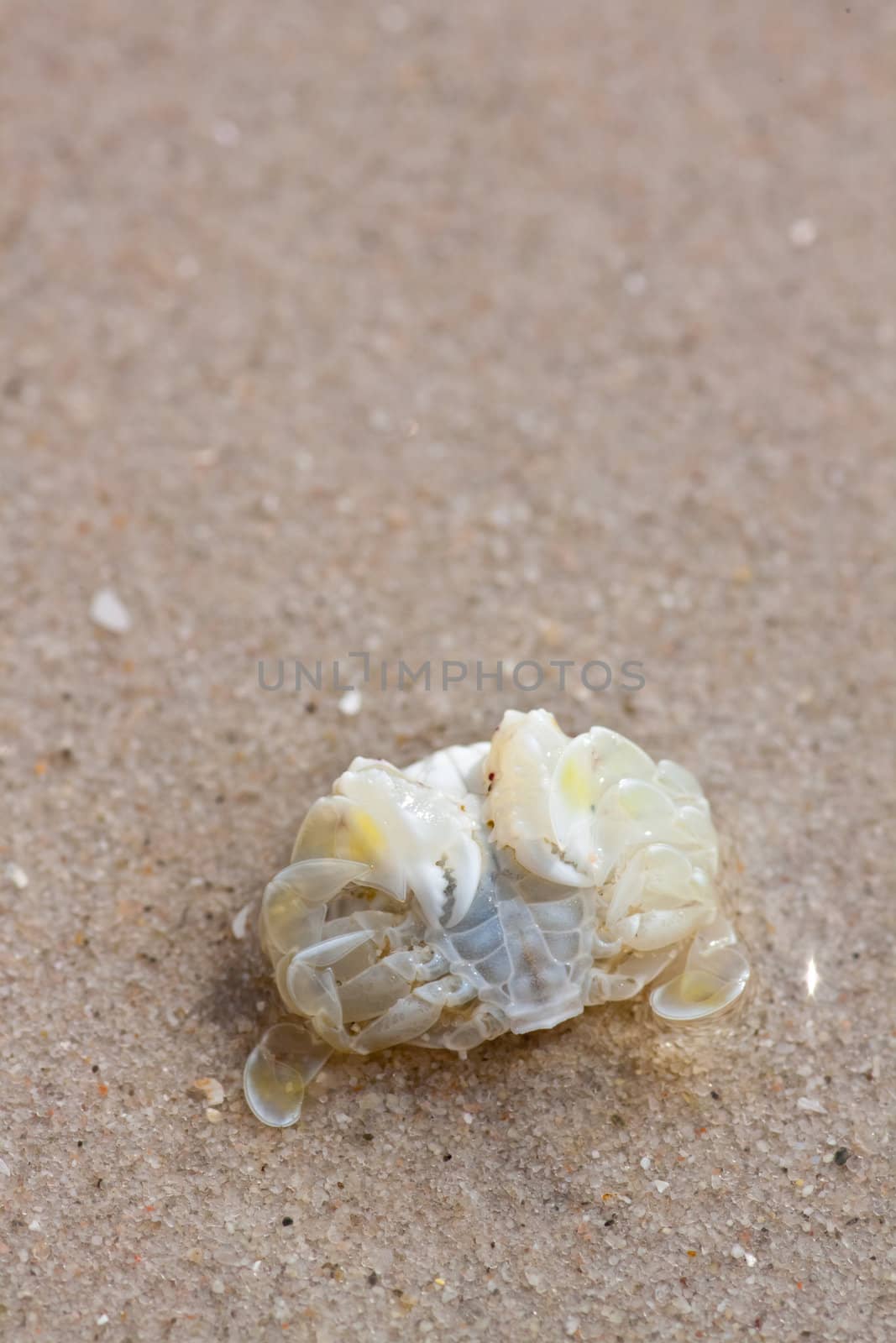 Crabs on the sand. by nikky1972