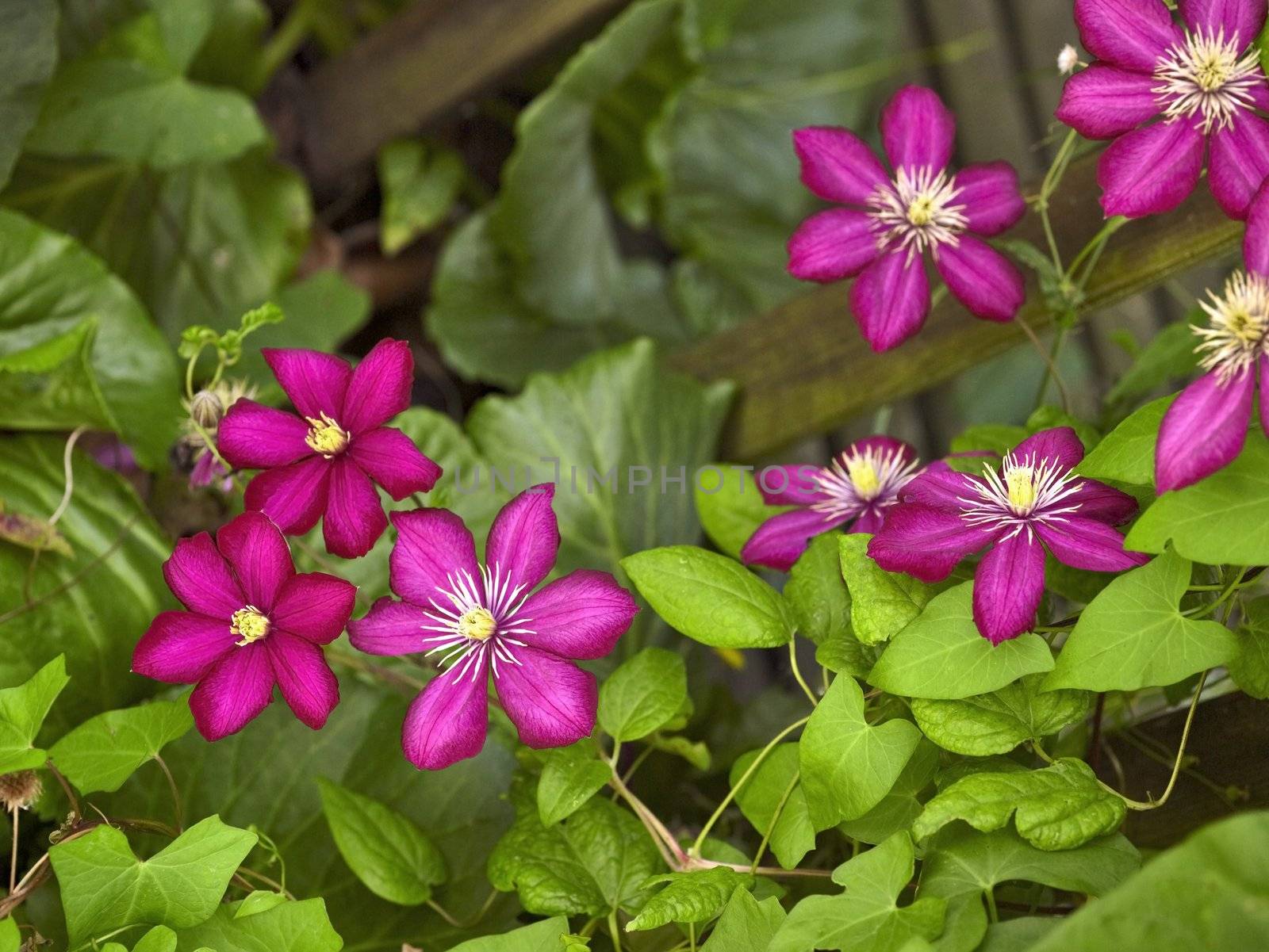 some violet Clematis flowers in leavy back