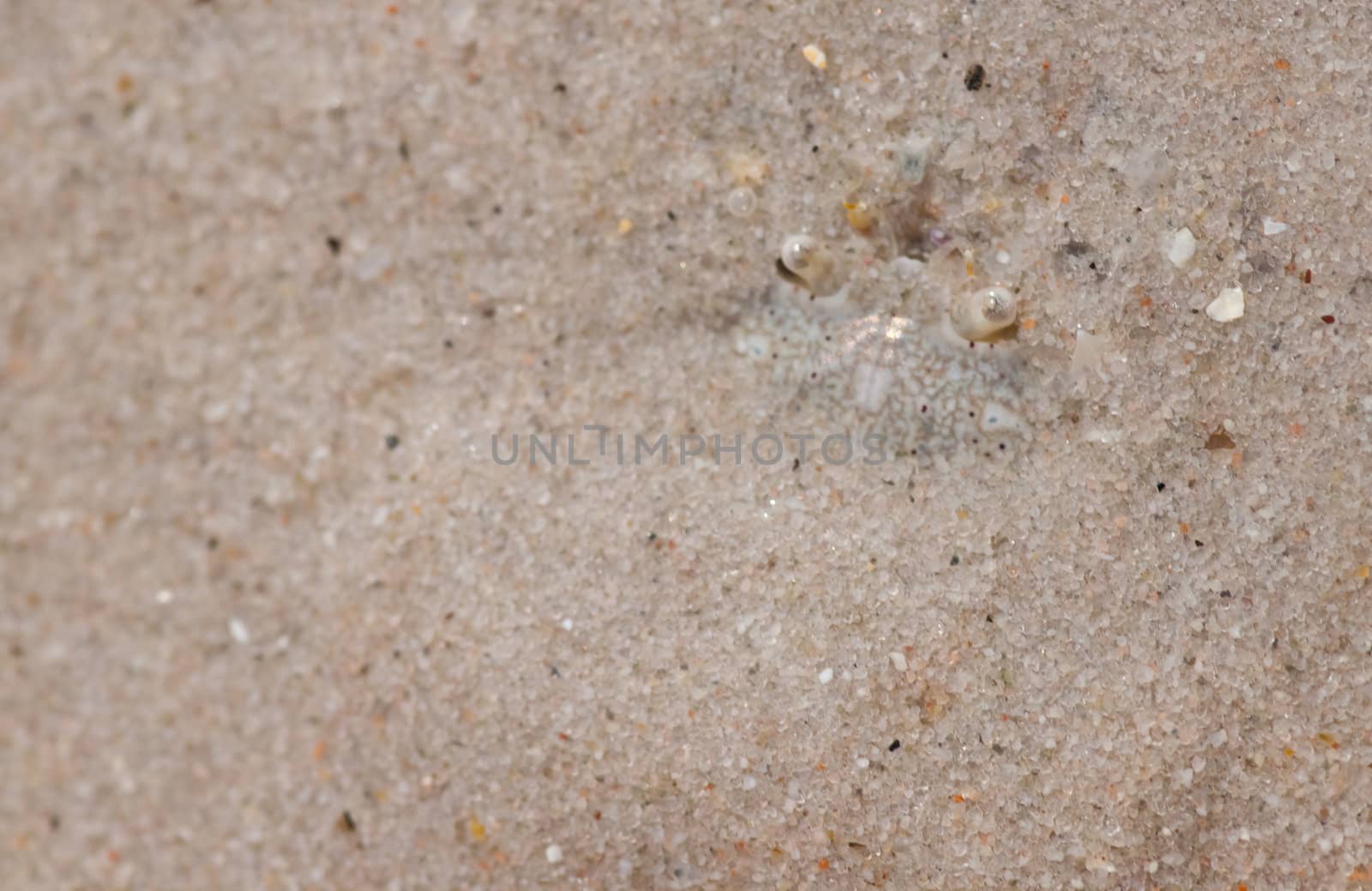 Crabs bury themselves in the sand.