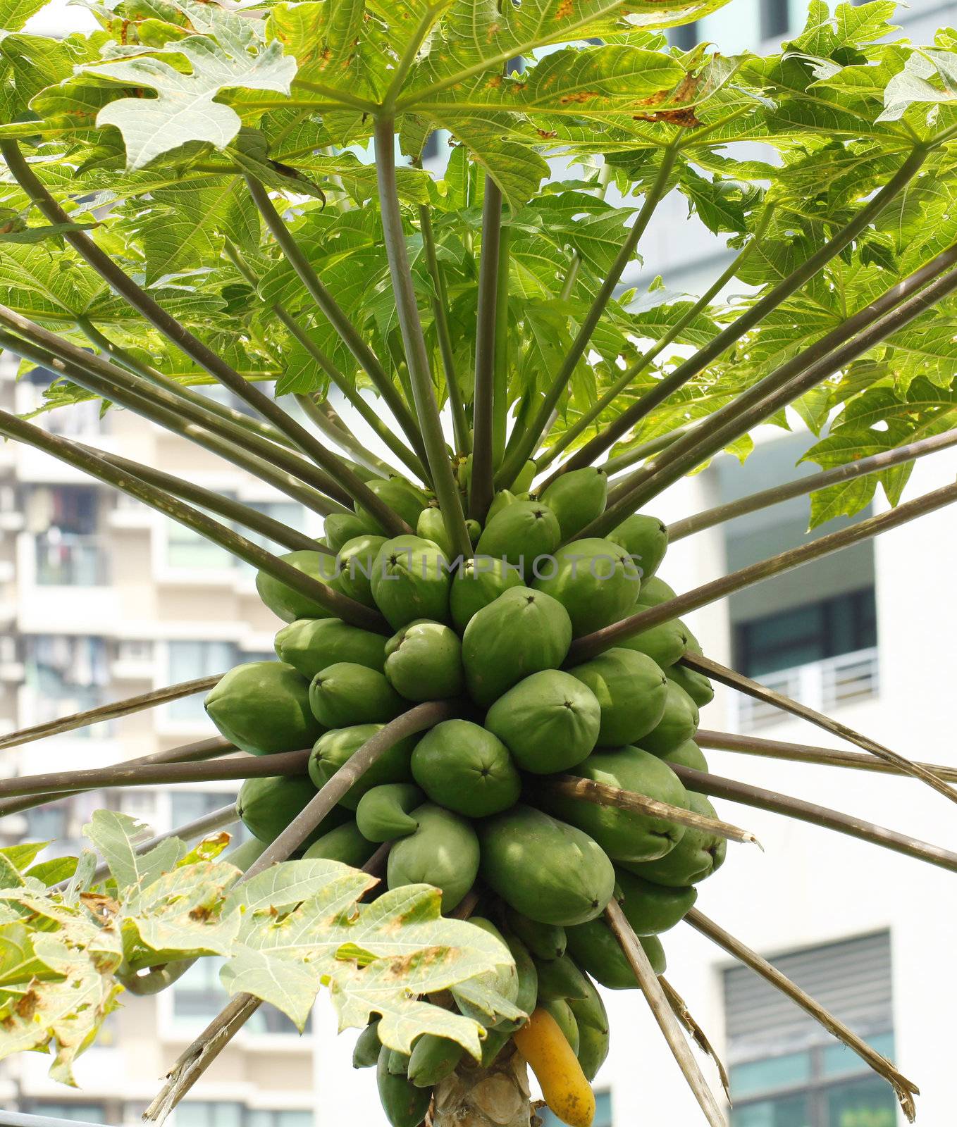 Papaya trees