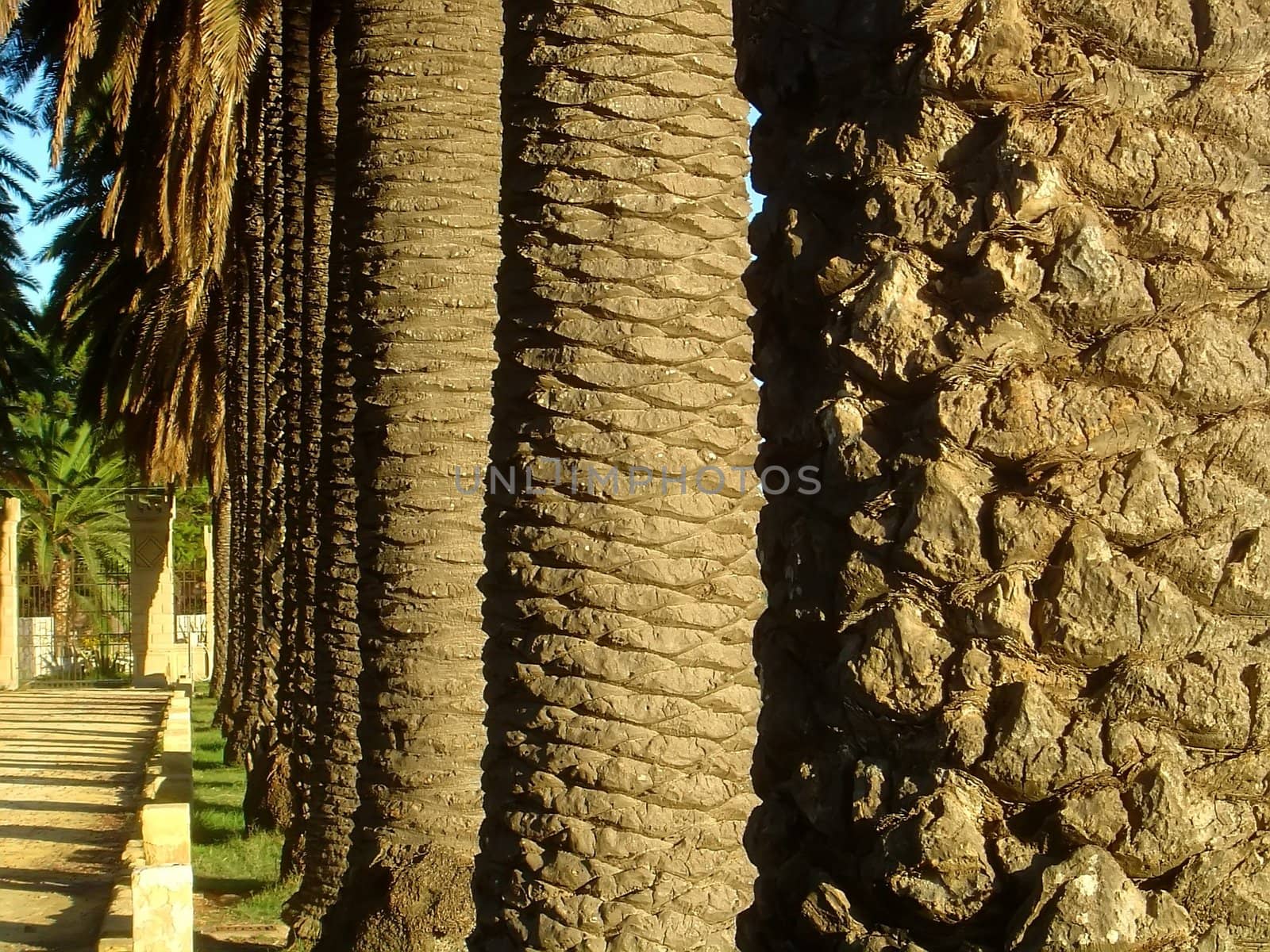 Palm trunks by baggiovara