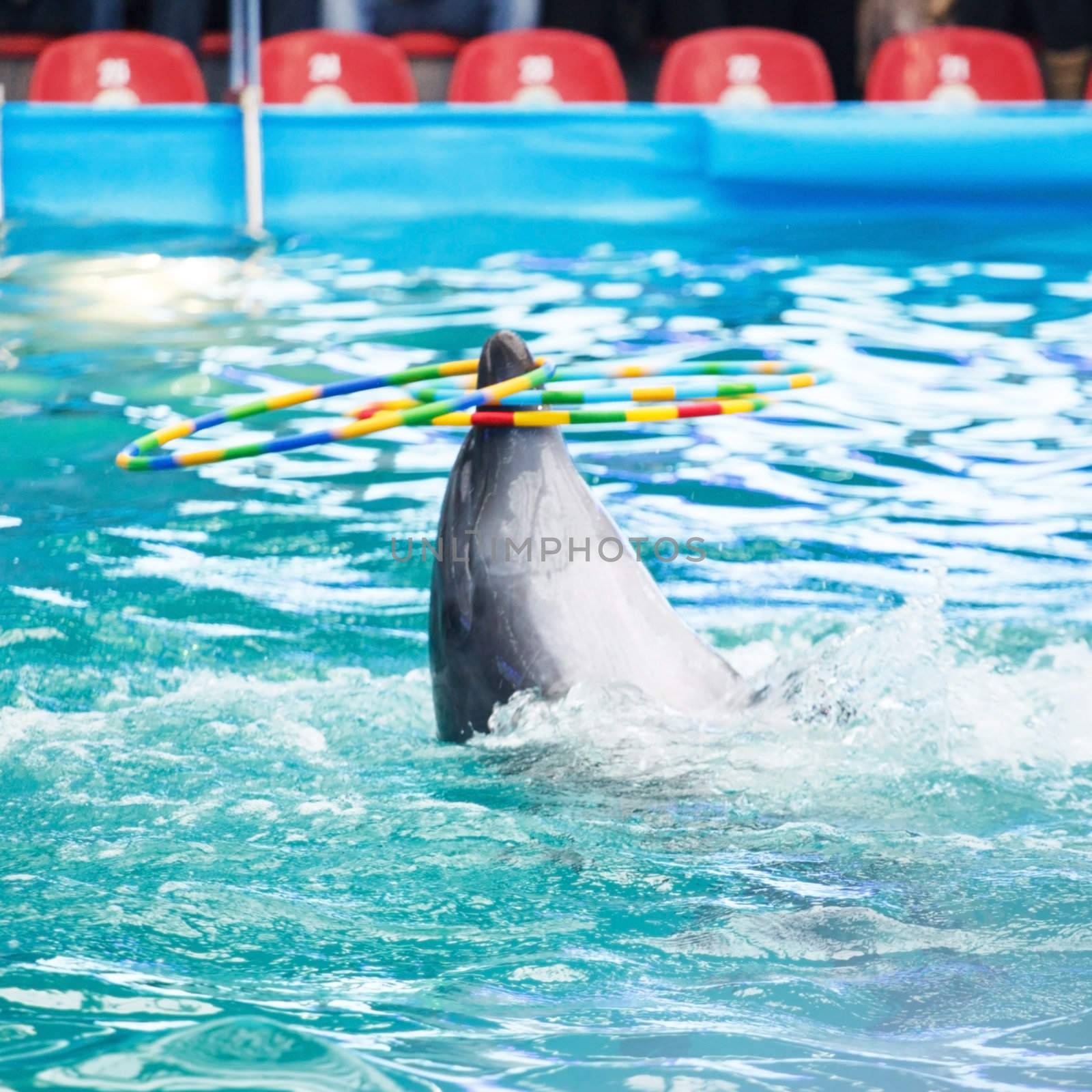 dolphin in the dolphinarium pool  by shebeko