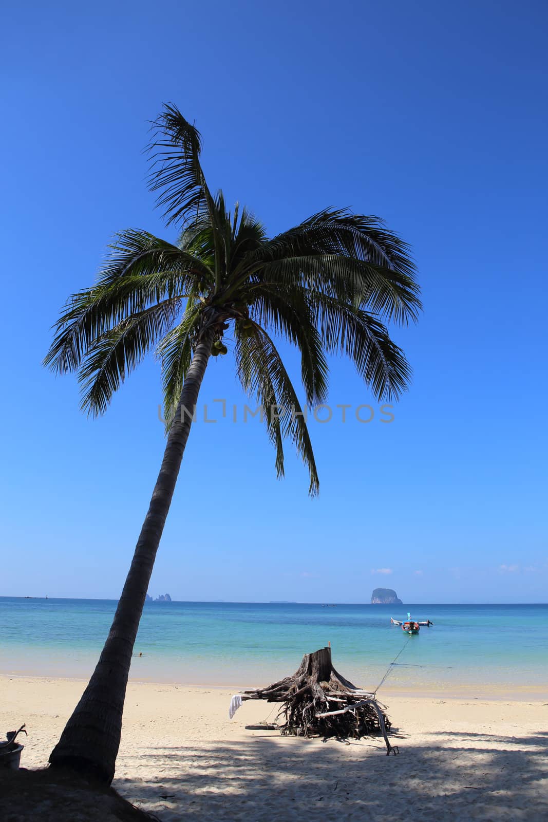 Lonely coconut tree on the tropical beach