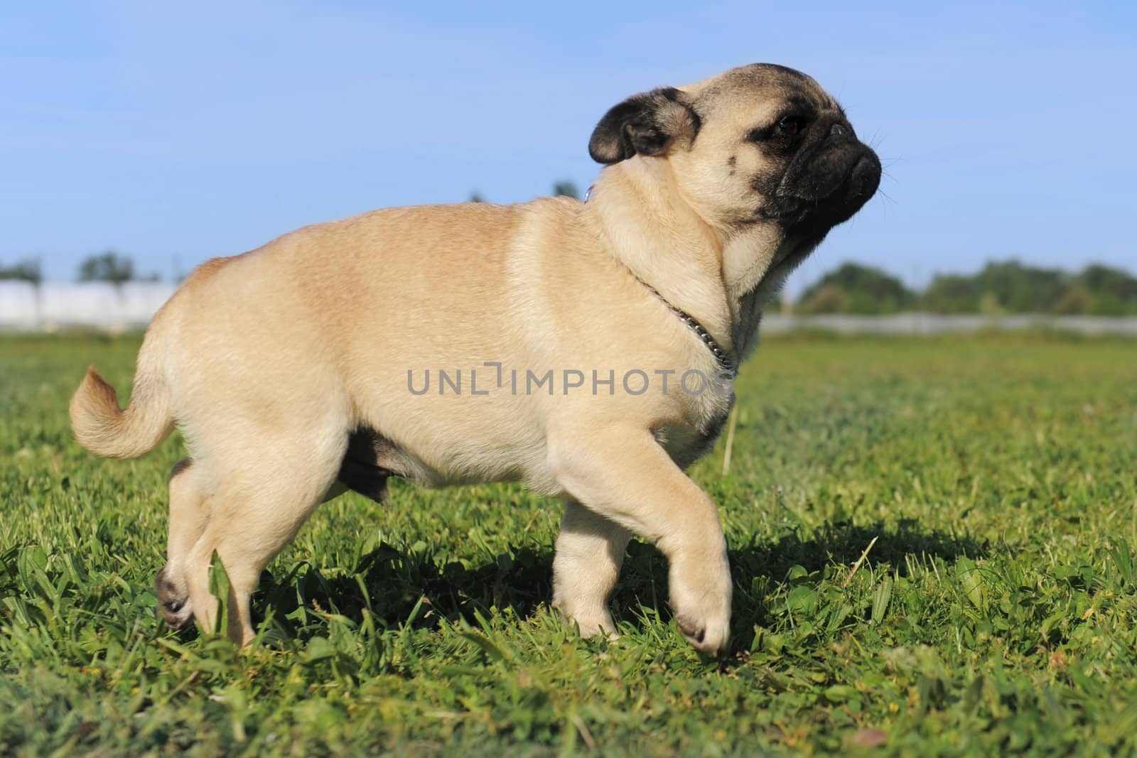 walking baby pug by cynoclub