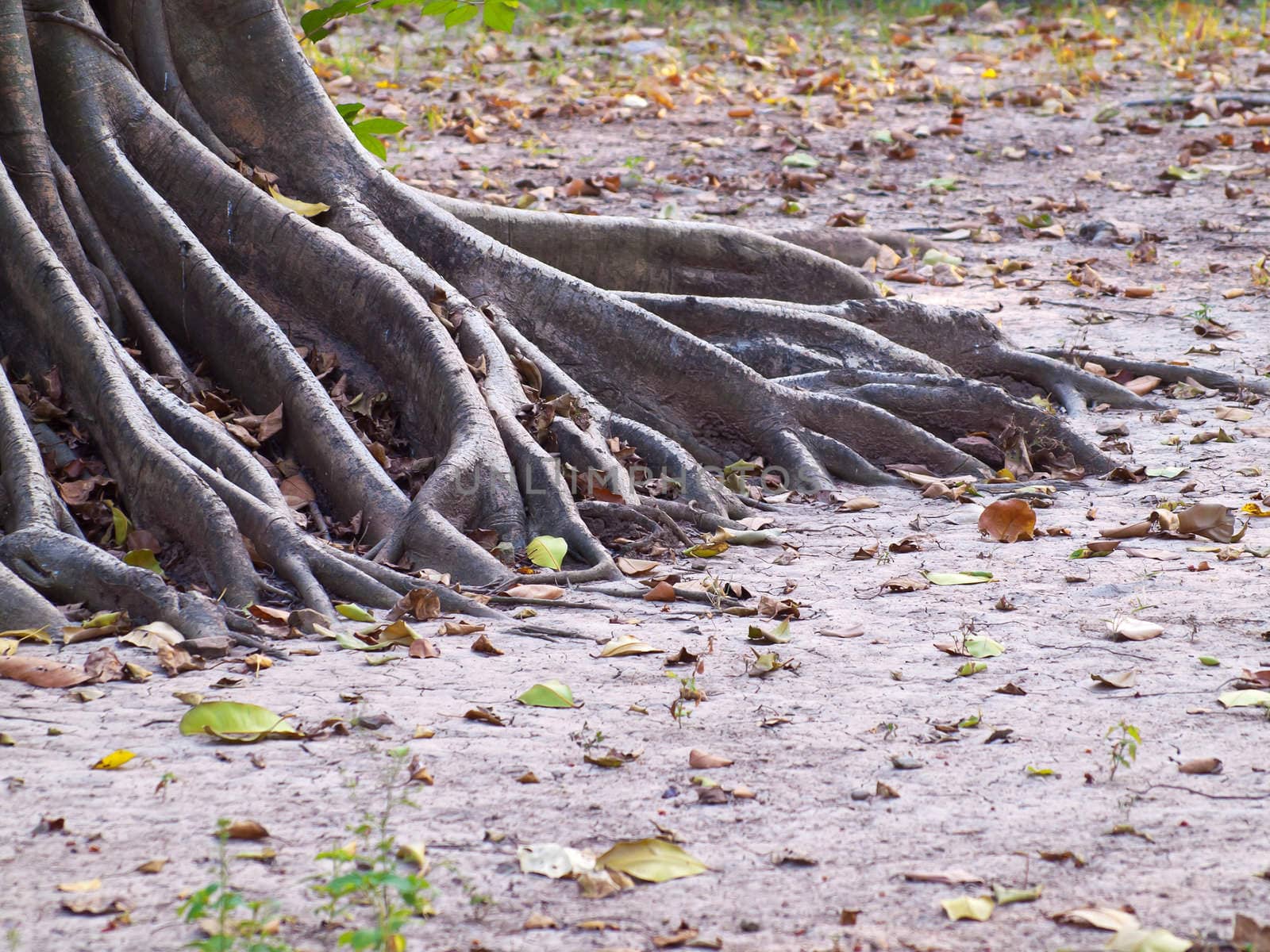 Mass root system above the dry ground