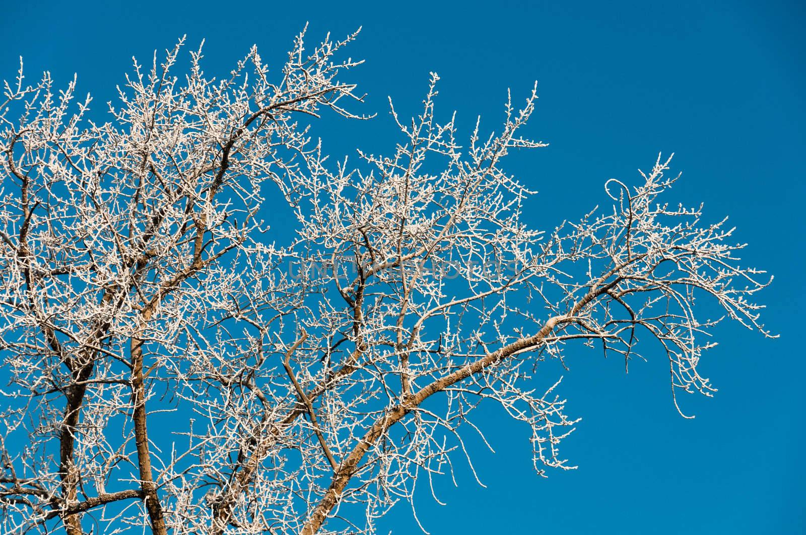 Frozen and snowy branches on blue and clear sky