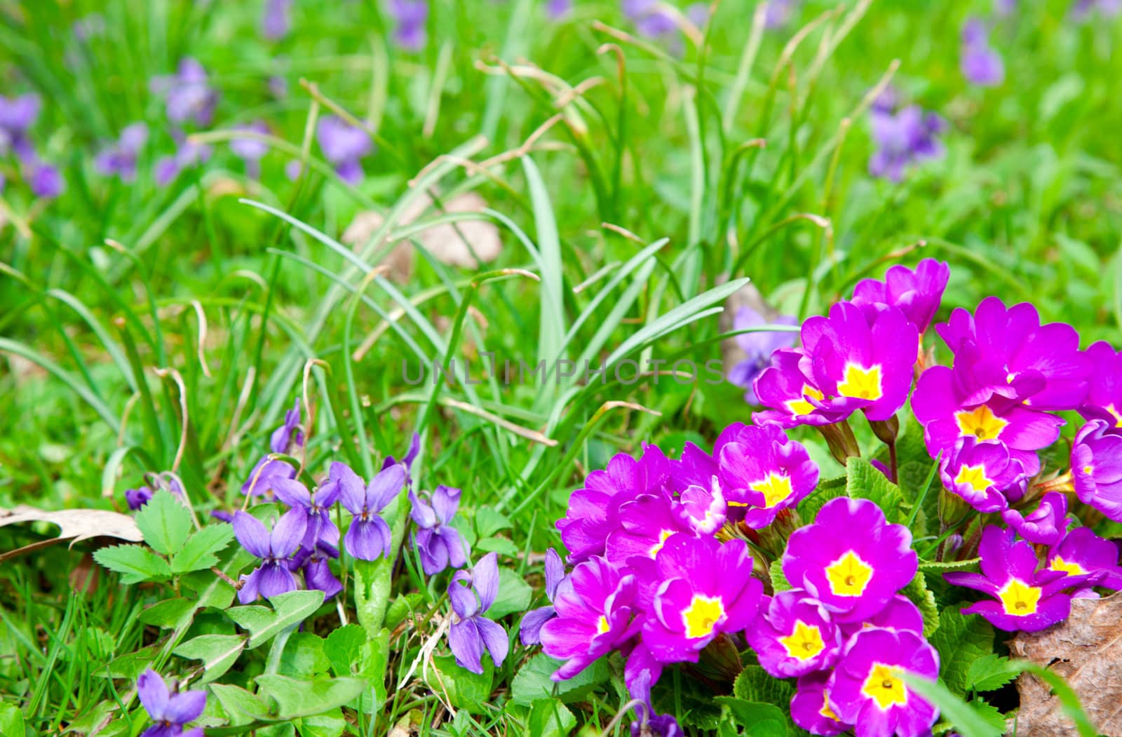 beautiful primulas flowers on green grass background