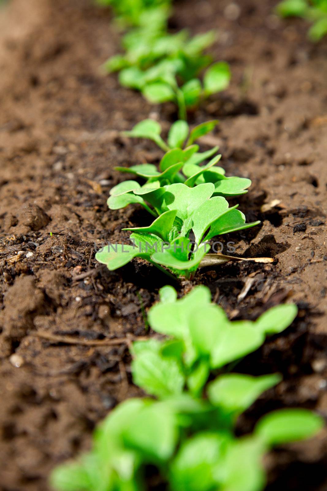 young garden radishes