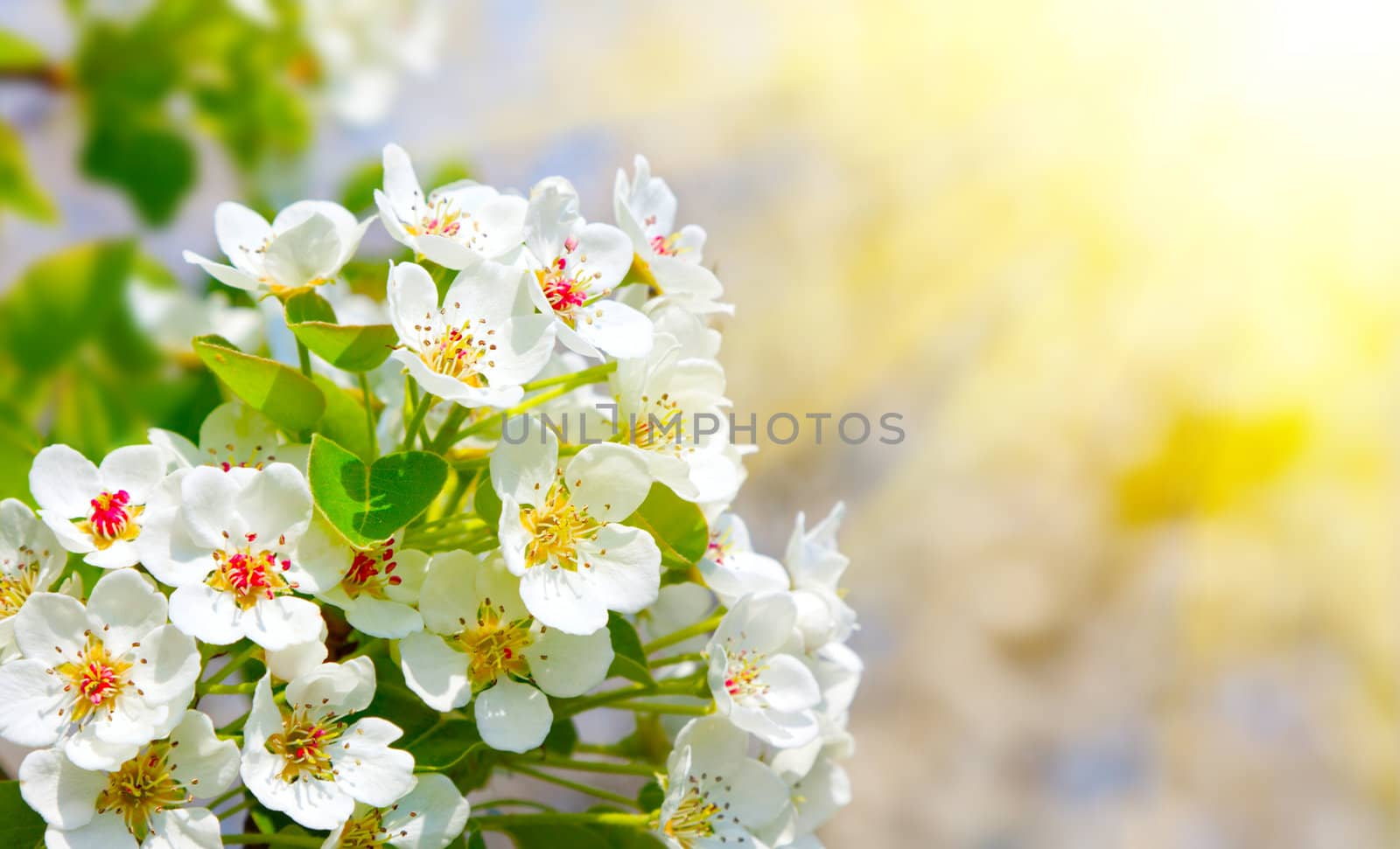 Apple bloom with sunlight, close-up