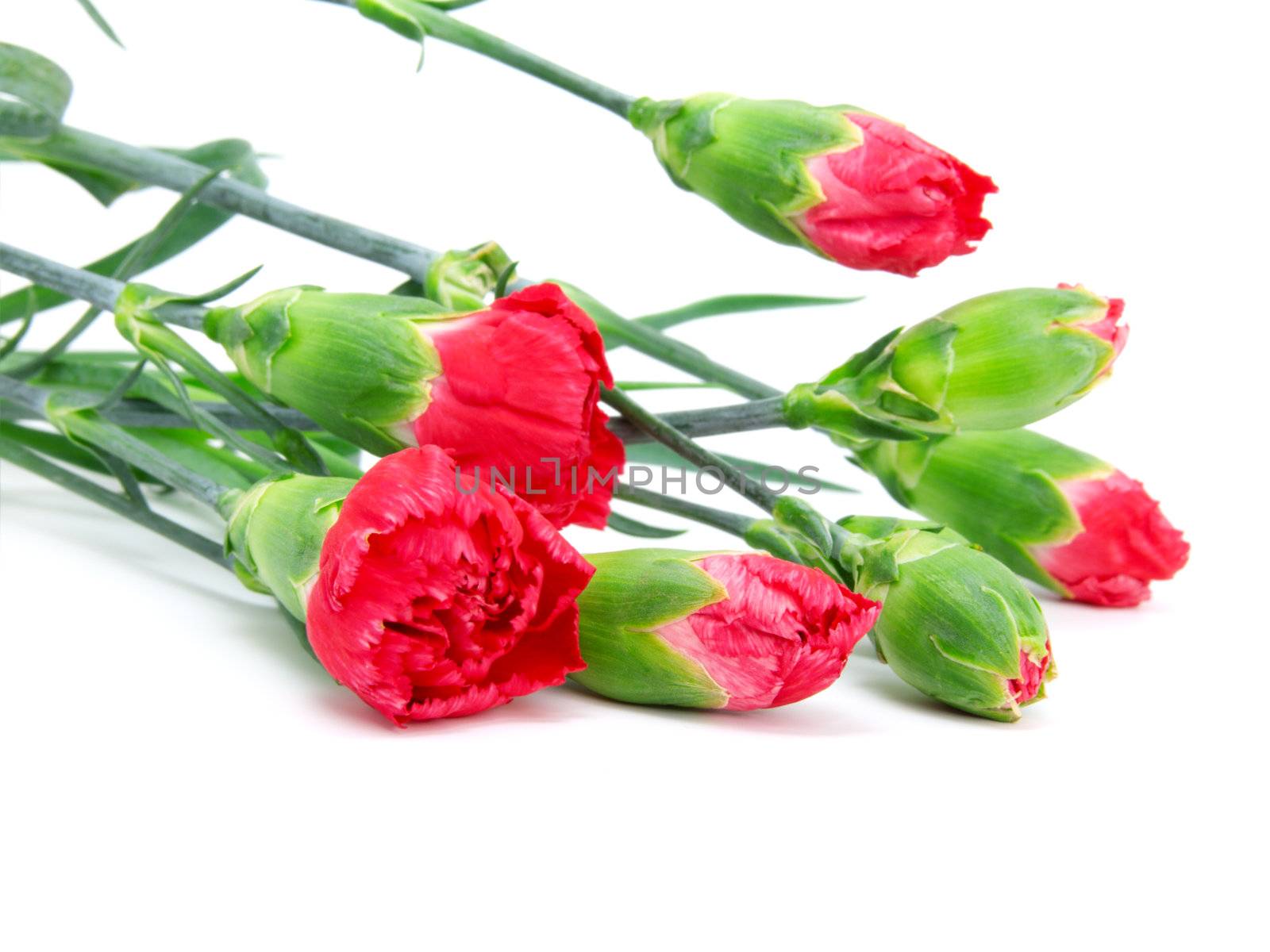 carnations on white