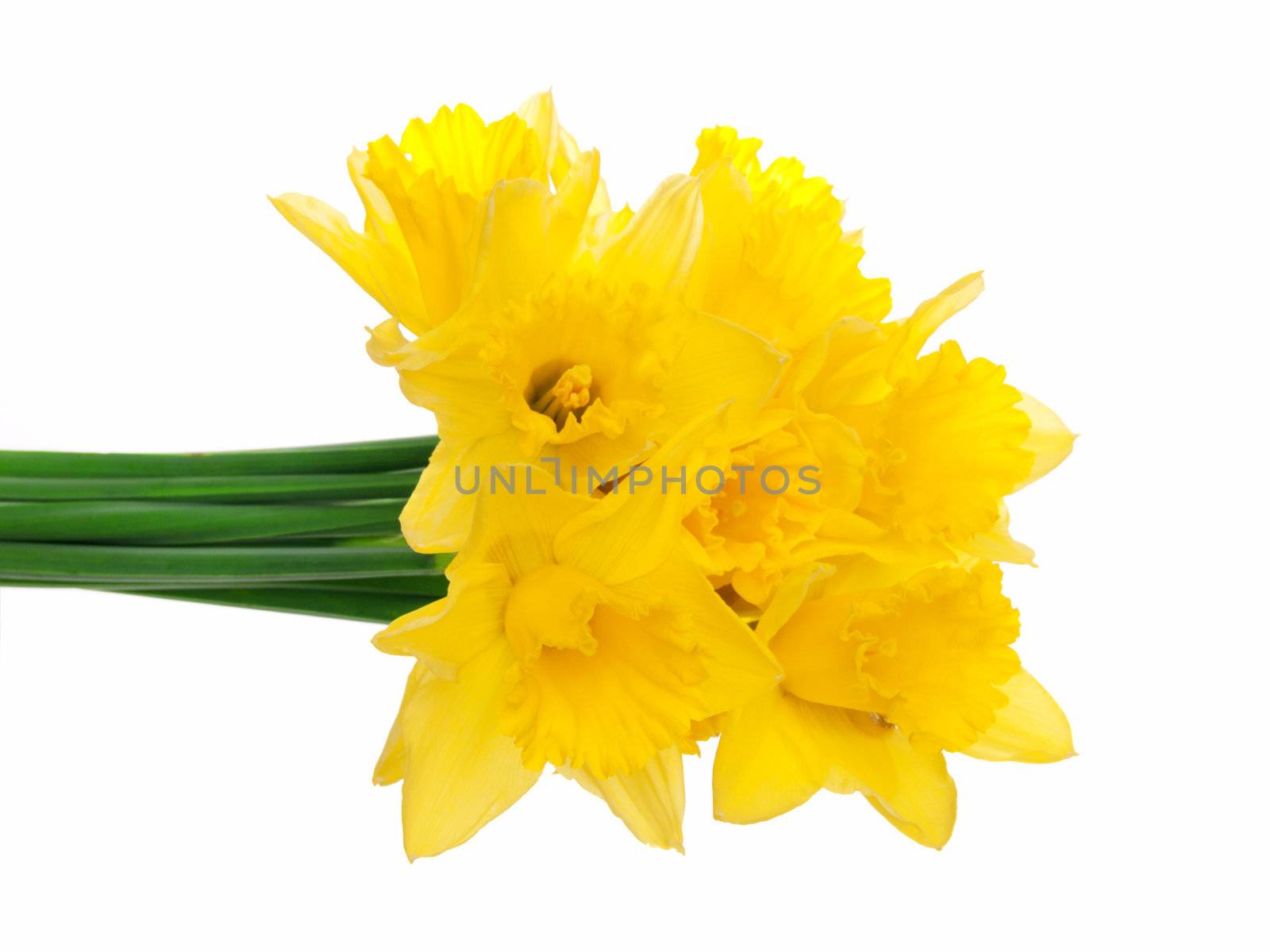 narcissus, isolated over white